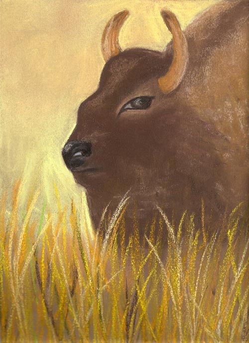 Bison Face